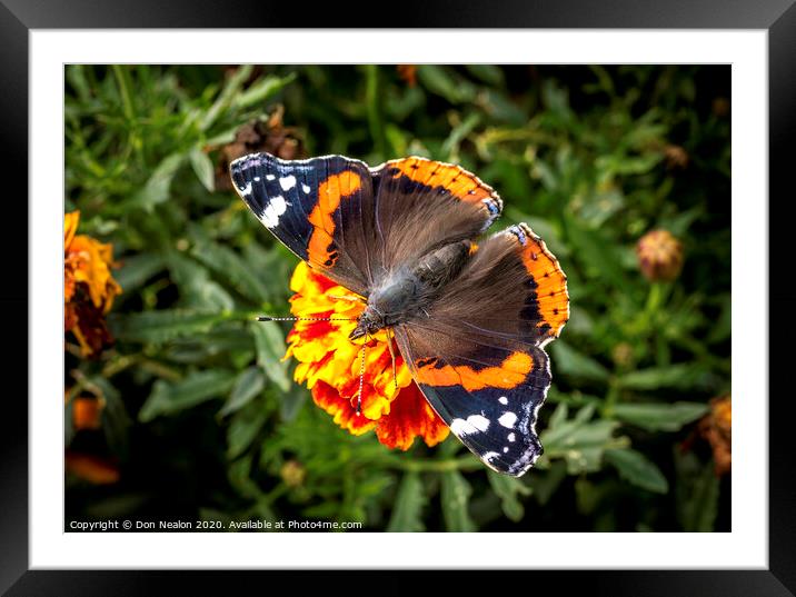 Majestic Red Admiral Butterfly Framed Mounted Print by Don Nealon