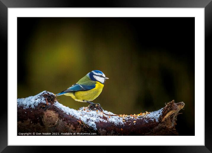 Majestic Blue Tit Framed Mounted Print by Don Nealon