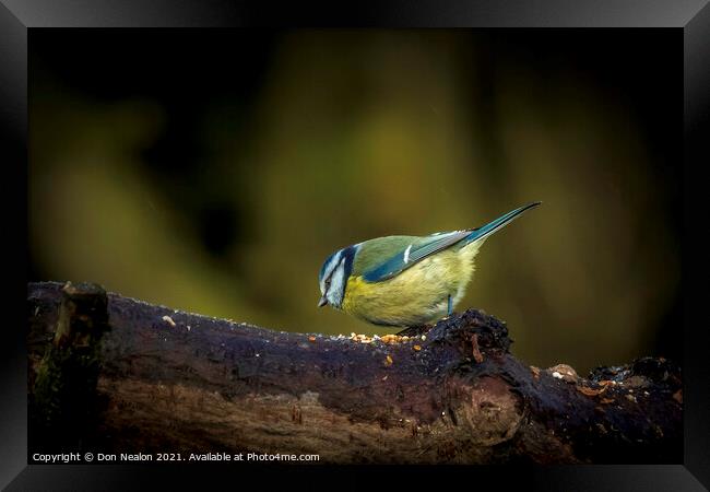 Vibrant Blue Tit Feeding Framed Print by Don Nealon