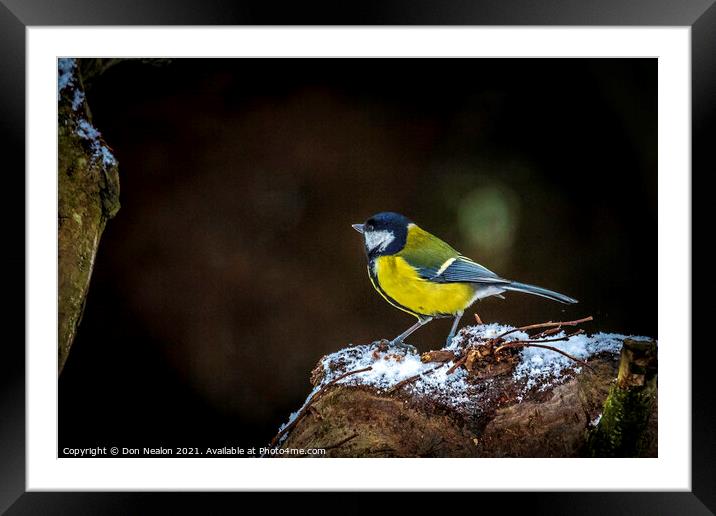 Majestic Great Tit Framed Mounted Print by Don Nealon