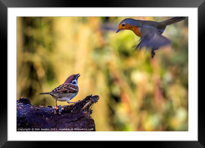 Surprised Sparrow Witnesses Robins Emergency Landi Framed Mounted Print by Don Nealon