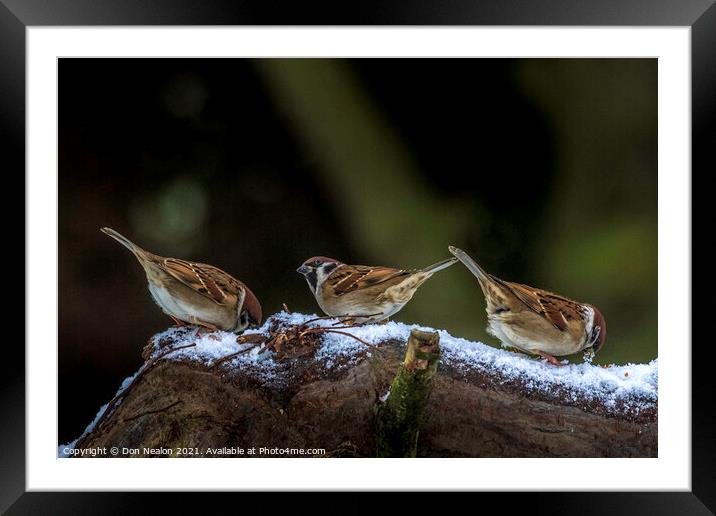 Three sparrows Framed Mounted Print by Don Nealon