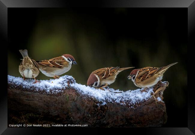 A collection of sparrows Framed Print by Don Nealon