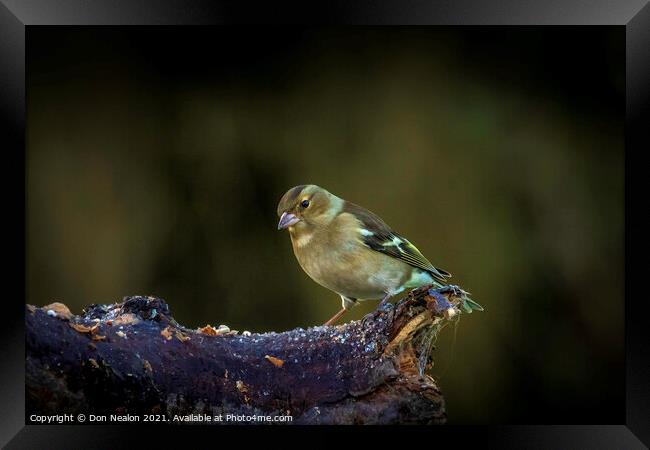 Lively young Siskin posing for a portrait Framed Print by Don Nealon