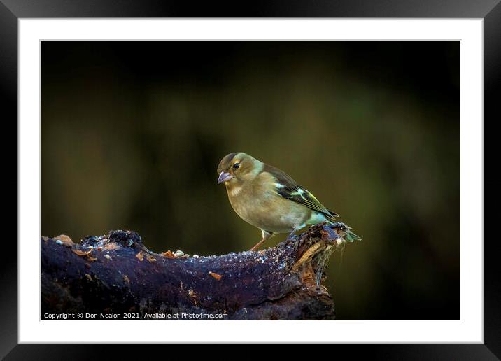 Lively young Siskin posing for a portrait Framed Mounted Print by Don Nealon