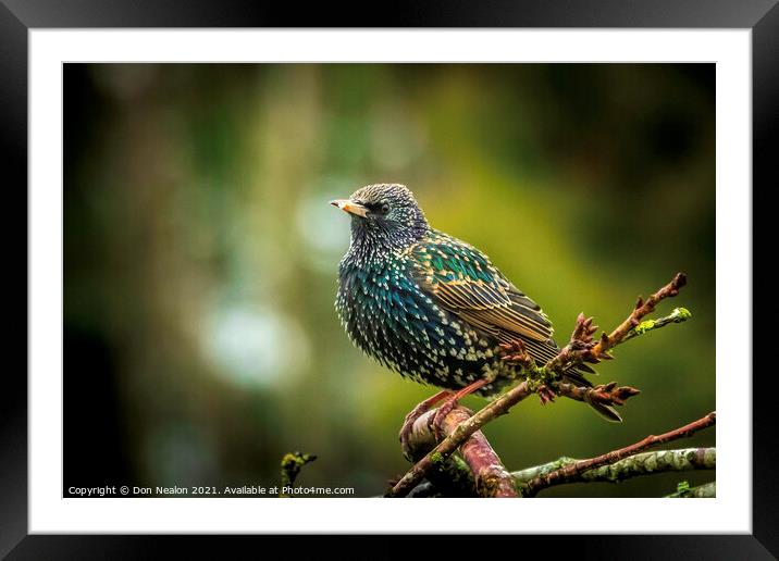 Majestic Starling on the Branch Framed Mounted Print by Don Nealon