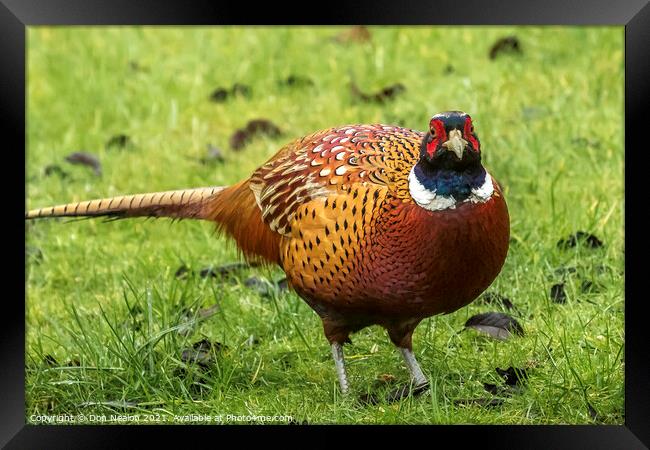 Majestic Male Pheasant Framed Print by Don Nealon