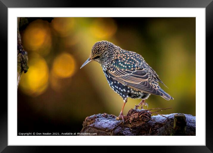 Regal Starling Gazing Out Framed Mounted Print by Don Nealon