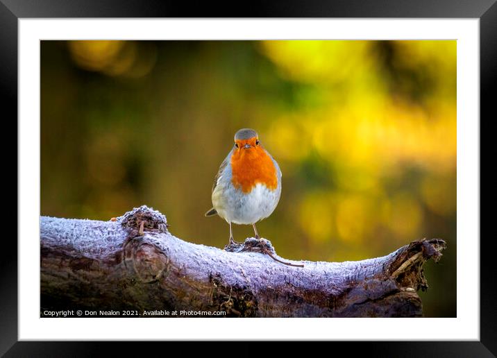 Majestic RedBreasted Robin Framed Mounted Print by Don Nealon