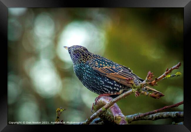 Majestic Starling on a Branch Framed Print by Don Nealon