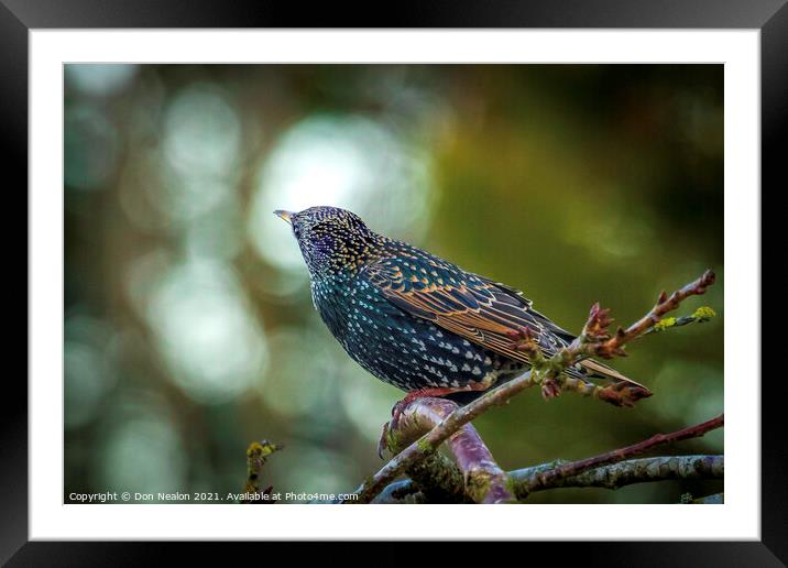 Majestic Starling on a Branch Framed Mounted Print by Don Nealon