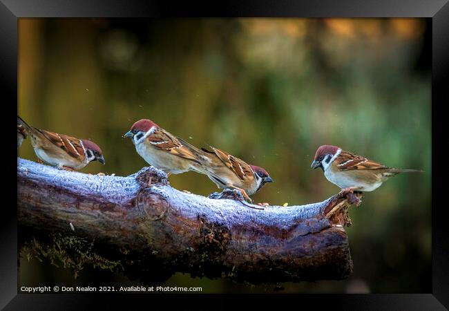 Chirpy Family Reunion Framed Print by Don Nealon