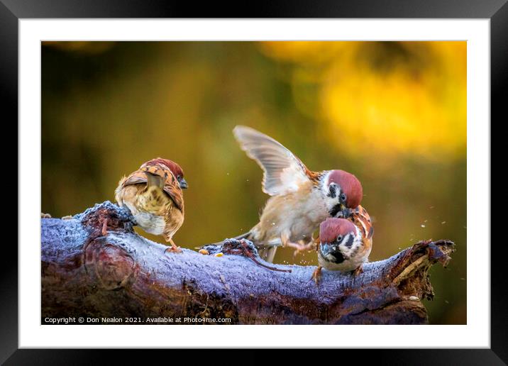 The Delightful Tree Sparrows Framed Mounted Print by Don Nealon