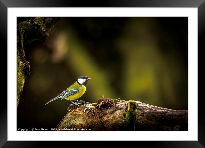 Majestic Great Tit on Perch Framed Mounted Print by Don Nealon