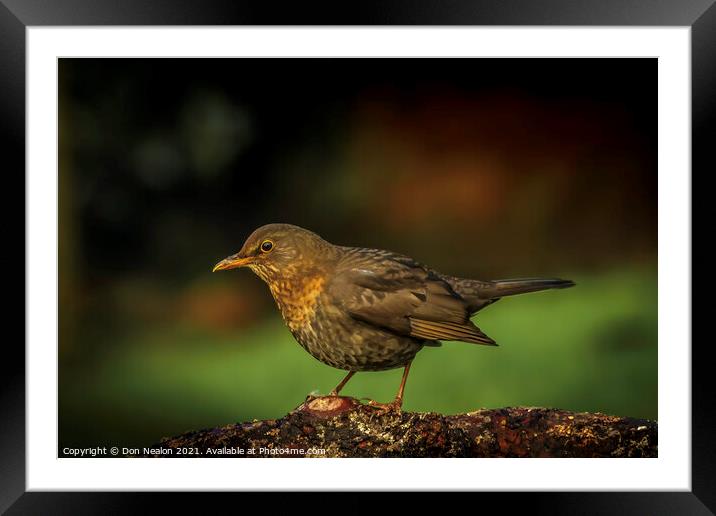 Female blackbird Framed Mounted Print by Don Nealon