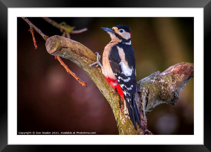 Great spotted woodpecker Framed Mounted Print by Don Nealon