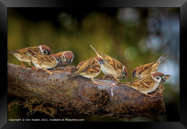 Sparrow Symphony Framed Print by Don Nealon