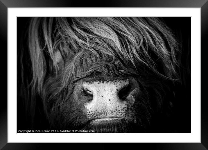 Majestic Highland Cow in Scotland Framed Mounted Print by Don Nealon