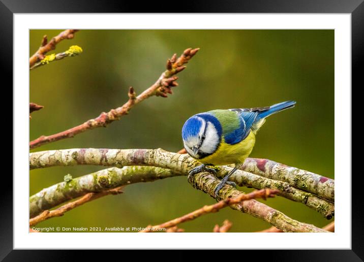 Vibrant Blue Tit Perched Framed Mounted Print by Don Nealon