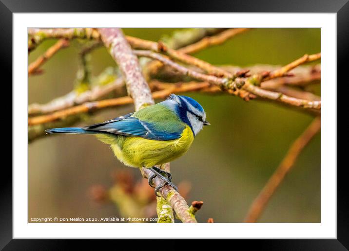 Blue tit, contemplation Framed Mounted Print by Don Nealon