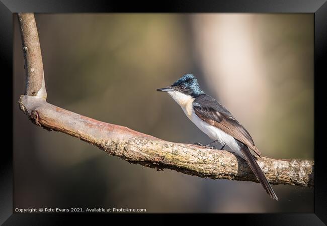 Restless Flycatcher Framed Print by Pete Evans