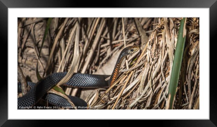 A Snake in the Sun Framed Mounted Print by Pete Evans