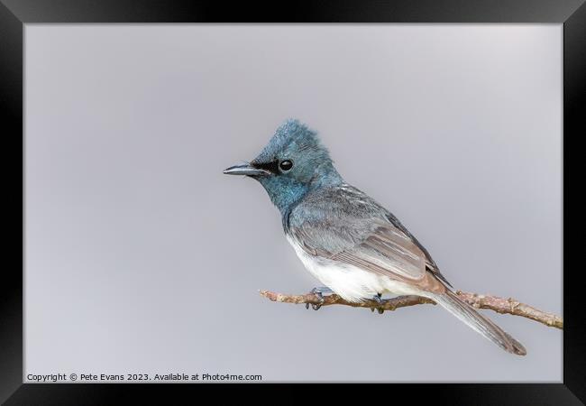 Pretty in Blue Framed Print by Pete Evans