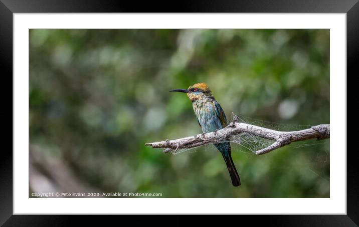 Animal bird Framed Mounted Print by Pete Evans