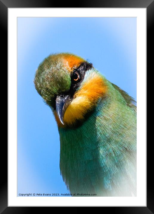 Rainbow Bee-eater Framed Mounted Print by Pete Evans