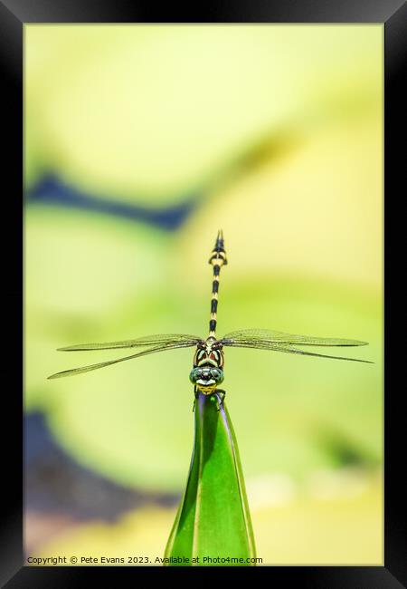 Australian Tiger Dragonfly Framed Print by Pete Evans