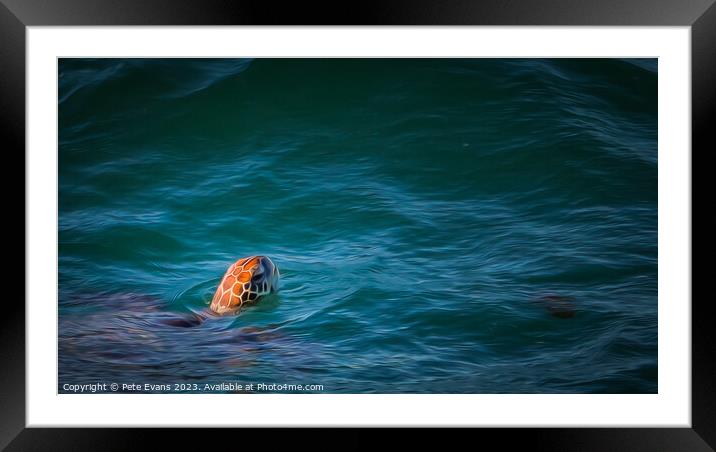 The Loggerhead Framed Mounted Print by Pete Evans
