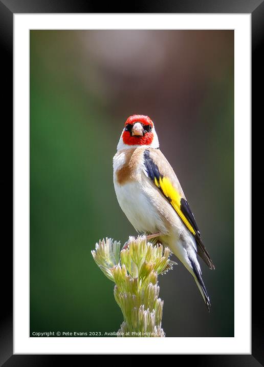 The Goldfinch Framed Mounted Print by Pete Evans
