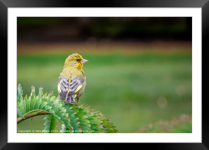 The Greenfinch Framed Mounted Print by Pete Evans