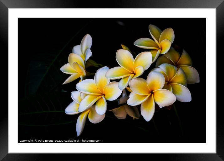 Frangipani Framed Mounted Print by Pete Evans