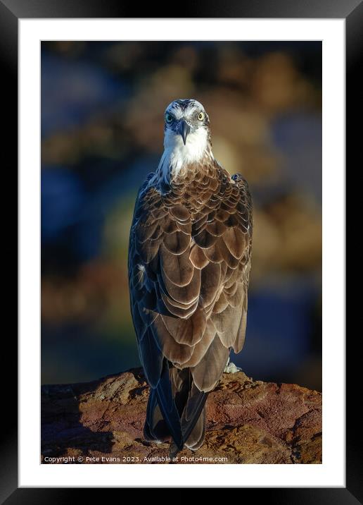 Osprey Headspin Framed Mounted Print by Pete Evans