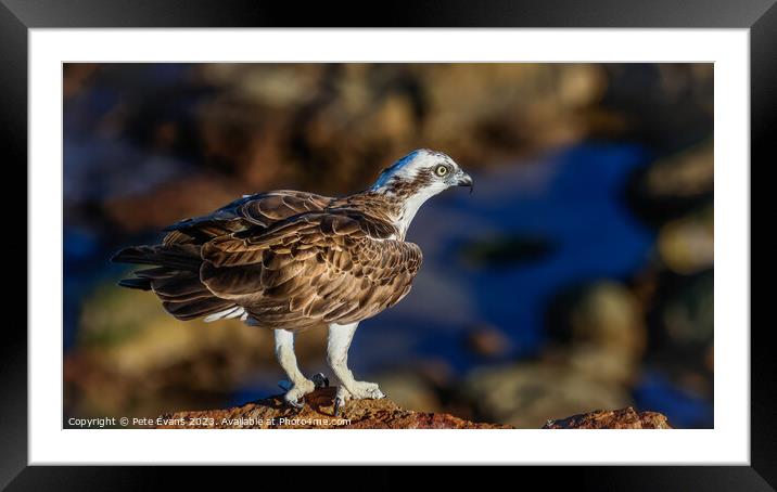 Osprey on the Rocks Framed Mounted Print by Pete Evans
