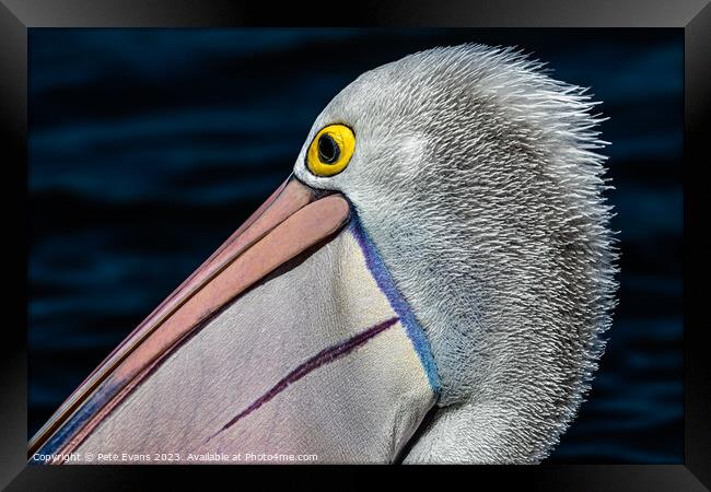 The Pelicans colours Framed Print by Pete Evans