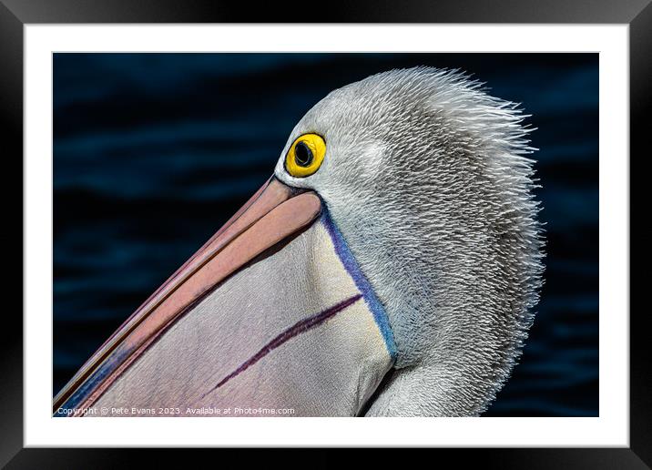 The Pelicans colours Framed Mounted Print by Pete Evans