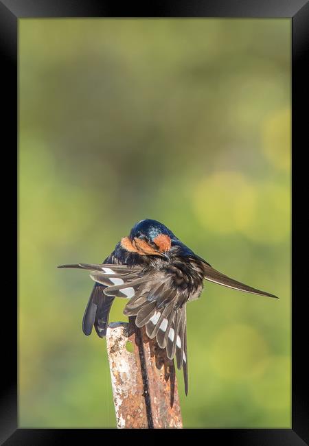 Swallow Stretching Framed Print by Pete Evans