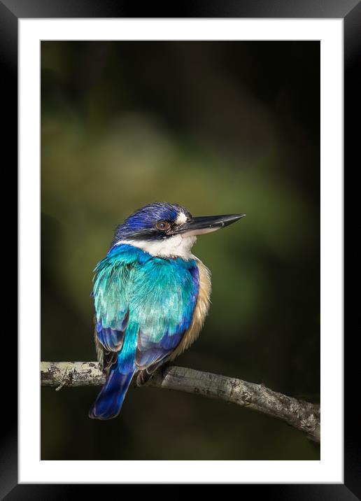 The Forest Kingfisher Framed Mounted Print by Pete Evans