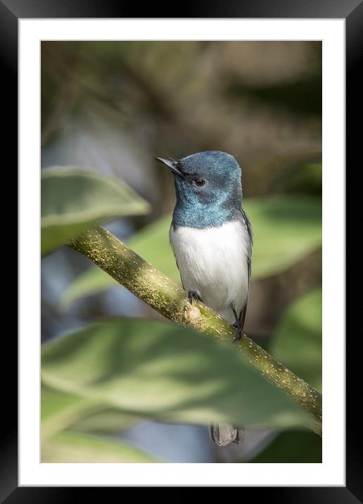 The Leaden Flycatcher Framed Mounted Print by Pete Evans