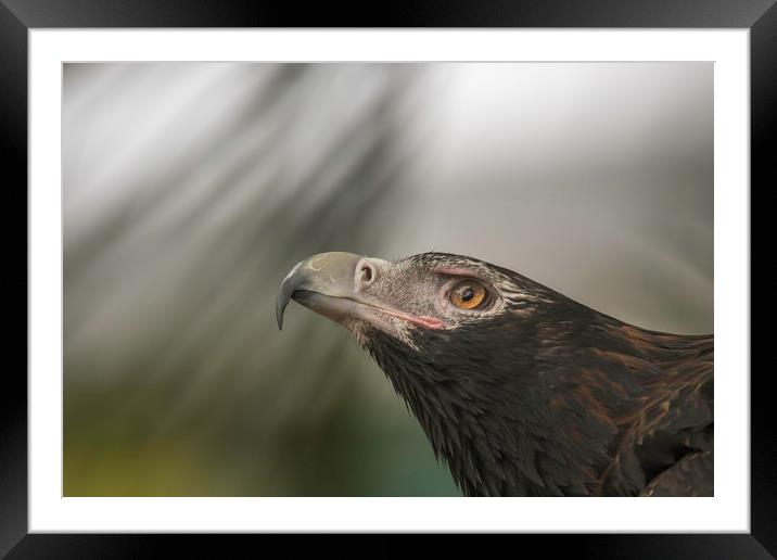 Wedge-tail Eagle Framed Mounted Print by Pete Evans