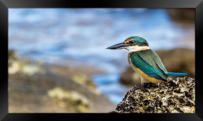 Sacred Kingfisher Framed Print by Pete Evans