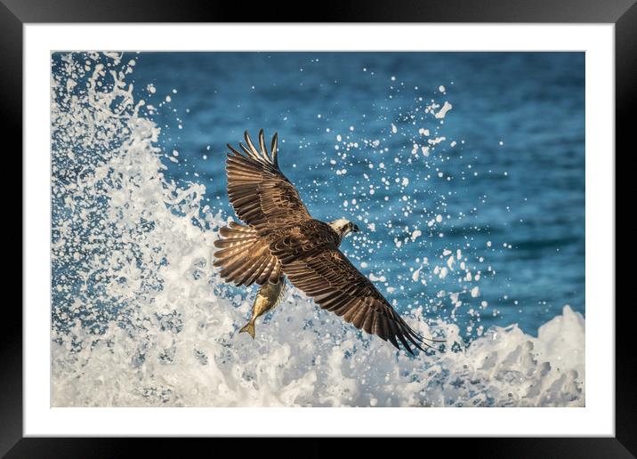 The Osprey's Catch Framed Mounted Print by Pete Evans