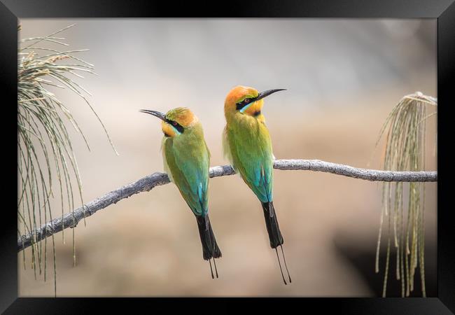 Rainbow Bee-eaters Resting Framed Print by Pete Evans