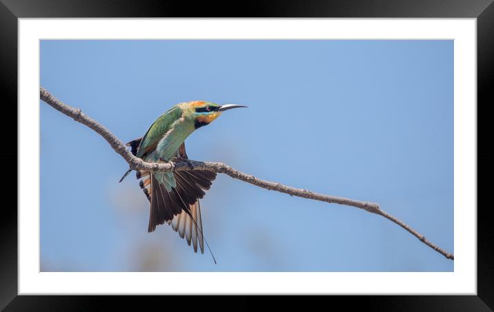 Stretch those wings Framed Mounted Print by Pete Evans