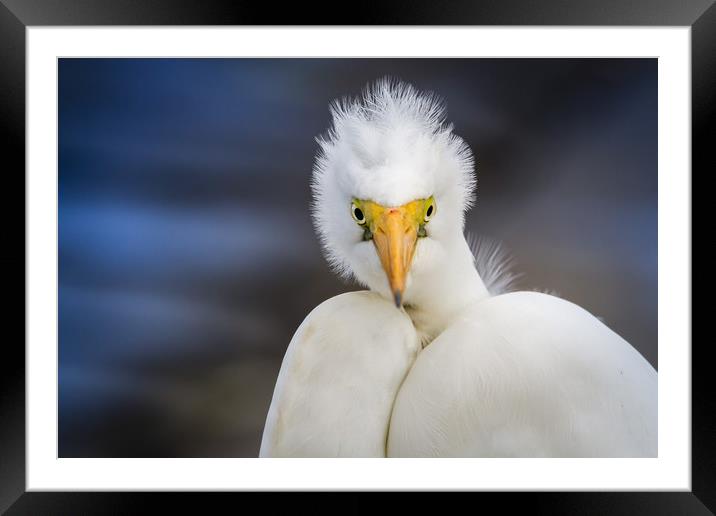 Bad Hair Day Framed Mounted Print by Pete Evans