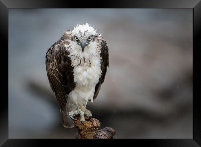 Osprey in the rain Framed Print by Pete Evans