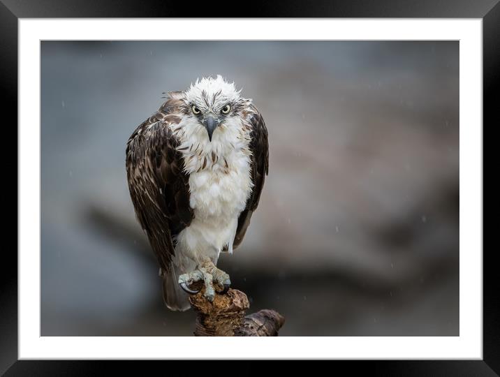 Osprey in the rain Framed Mounted Print by Pete Evans
