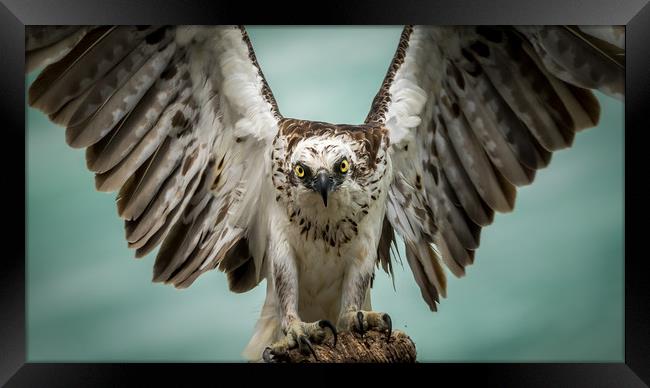 The Eagle has Landed Framed Print by Pete Evans